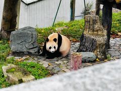 -卧龙中华大熊猫苑神树坪基地