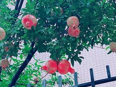 -成都保利公园皇冠假日酒店(熊猫基地店)