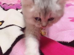 -糯米喵星人总部直营旗舰店·猫舍·幼猫出售