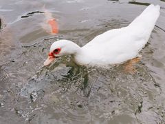 -呀诺达热带雨林
