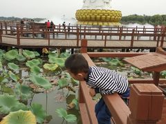 -白洋淀景区