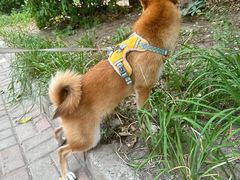 -乖乖宠物医院·猫科·急重症中心(车站北路分院)