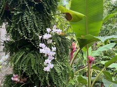 -中国科学院西双版纳热带植物园
