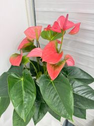 -和颜一美轻医美连锁