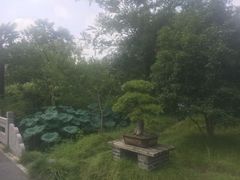 -盆景园(扬州大运河文化旅游度假区)
