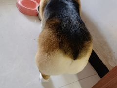 -宠福鑫康馨动物医院·骨科·眼科