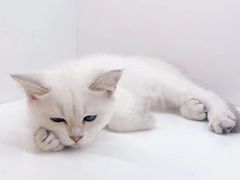 -三花喵·撸猫购宠·宠物生活馆(虹桥南丰城店)