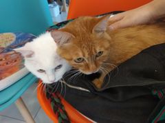 -纳吉亚猫专科动物医院博雅分院
