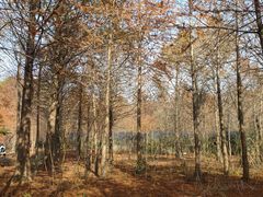 -上海海湾国家森林公园