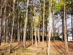 -渤公岛生态公园