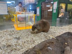 -神奇动物撸宠馆·羊驼·小浣熊·异宠(豫园店)