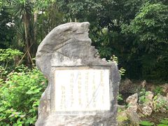 -西双版纳原始森林公园