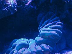 -悉尼海洋生物水族馆