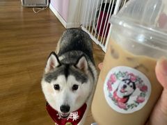 -Husky Go! 哈士奇体验馆·宠物咖啡厅狗咖