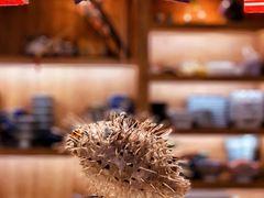 -天正河鲀·河豚亭(大连店)