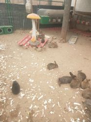 -上美四季动物农场