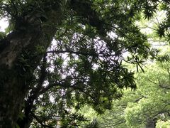 -普陀山风景名胜区-法雨禅寺