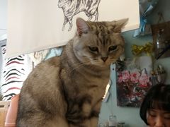 -平行世界·猫咖(首经贸店)