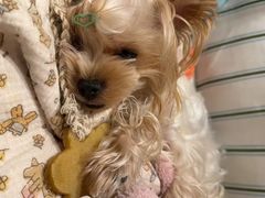 -百好乐宠物友好餐厅(朝外大街店)