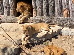 -大连森林动物园