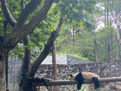 -都江堰中华大熊猫苑
