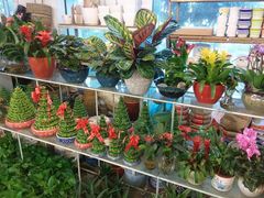 -双季花艺园艺市场(浦东店)