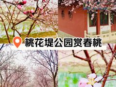 -桃花堤公园