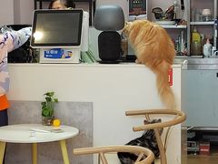 -猫咪派对(江南西店)