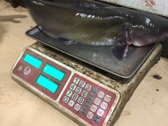 -秦巴石锅鱼(文化南路店)