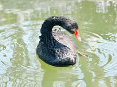 -春风习习