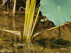 -武清南湖绿博园