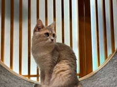 -猫小主咖啡·猫咖cat cafe(福田店)