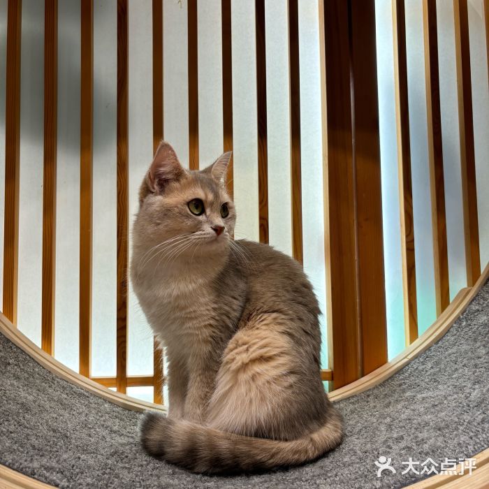 猫小主咖啡·猫咖cat cafe(福田店)图片
