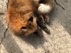 -宫城藏王狐狸村