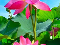 -普者黑风景区-青龙山