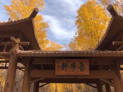 -金塔沙漠胡杨林景区