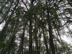 -硗碛藏寨·神木垒景区