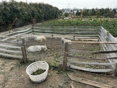 -小鱼草莓采摘园农家乐·小鱼餐厅