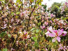 -梧桐山风景名胜区