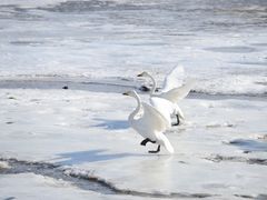 -烟墩角天鹅湖
