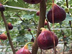 -武汉世外桃源农庄