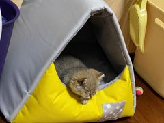 -关爱宠物医院·猫科中心·消化科(滨湖万达分院)