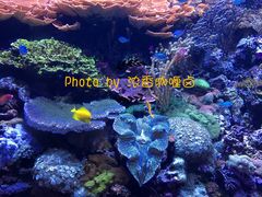 -西雅图水族馆