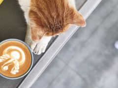 白咖啡-五进制 Coffee Shop