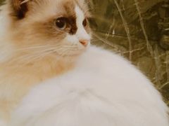-猫色咖啡·猫咖