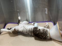 -萌兽医馆·眼科·异宠专科(三里屯店)