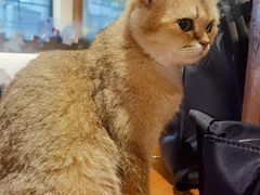 -猫小院猫主题餐厅(南锣旗舰店)