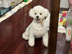 -艾贝尔宠物医院 ·内科全科(梁溪路店)