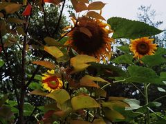 -普洱太阳河森林公园