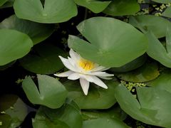 -白洋淀景区